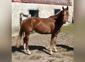 Freiberger, Yegua, 3 años, 148 cm, Alazán