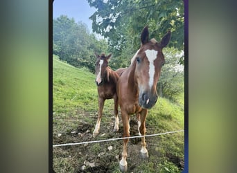 Freiberger, Yegua, 3 años, 150 cm, Alazán-tostado