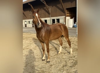 Freiberger, Yegua, 3 años, 151 cm, Alazán