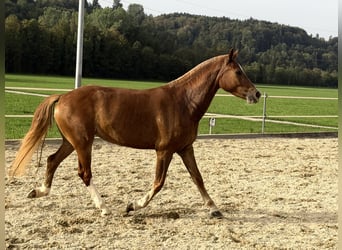 Freiberger, Yegua, 3 años, 151 cm, Alazán