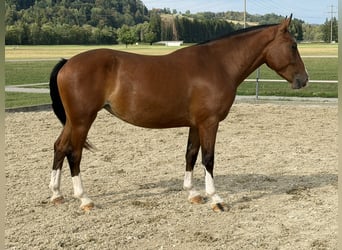 Freiberger, Yegua, 3 años, 152 cm, Castaño