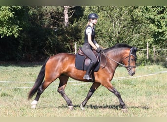Freiberger, Yegua, 3 años, 153 cm, Castaño