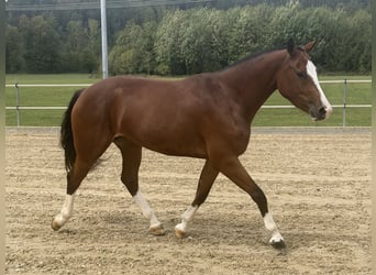 Freiberger, Yegua, 3 años, 153 cm, Castaño