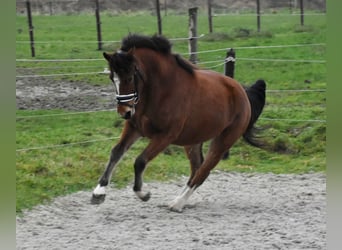 Freiberger, Yegua, 3 años, 154 cm, Castaño