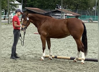 Freiberger, Yegua, 3 años, 156 cm, Castaño