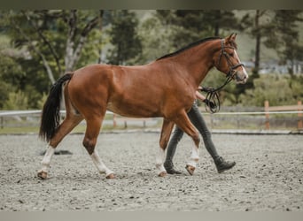 Freiberger, Yegua, 3 años, 156 cm, Castaño
