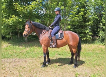 Freiberger, Yegua, 4 años, 152 cm, Castaño
