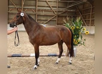 Freiberger, Yegua, 4 años, 155 cm, Castaño oscuro