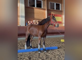 Freiberger, Yegua, 4 años, 156 cm, Castaño