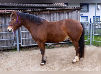 Freiberger, Yegua, 5 años, 156 cm, Castaño