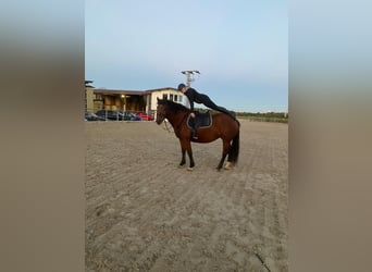 Freiberger, Yegua, 5 años, 160 cm, Castaño