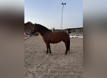 Freiberger, Yegua, 5 años, 160 cm, Castaño