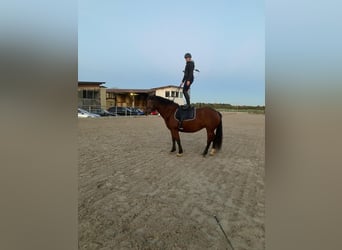 Freiberger, Yegua, 5 años, 160 cm, Castaño