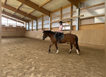 Freiberger, Yegua, 6 años, 155 cm, Castaño