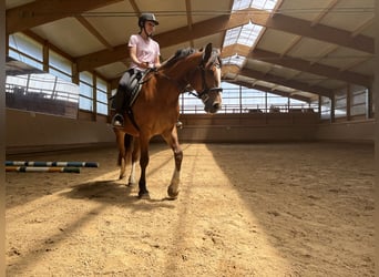 Freiberger, Yegua, 6 años, 155 cm, Castaño