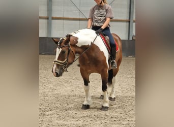 Freiberger Mestizo, Yegua, 6 años, 155 cm, Pío