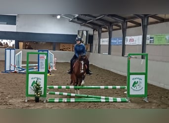 Freiberger, Yegua, 7 años, 151 cm, Castaño