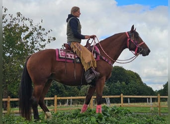 Freiberger, Yegua, 7 años, 158 cm, Castaño