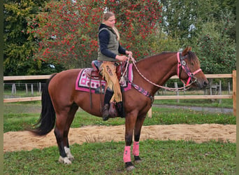 Freiberger, Yegua, 7 años, 158 cm, Castaño