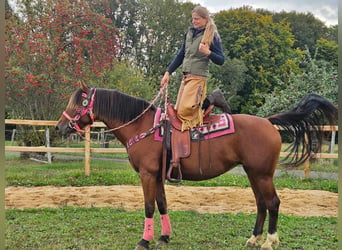 Freiberger, Yegua, 7 años, 158 cm, Castaño