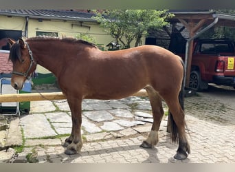 Freiberger, Yegua, 7 años, 160 cm, Castaño