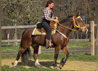 Freiberger, Yegua, 8 años, 155 cm, Castaño