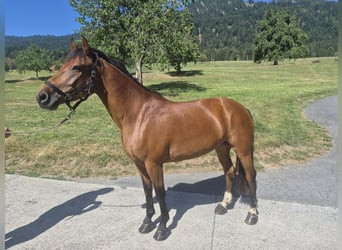 Freiberger, Yegua, 8 años, 155 cm, Castaño