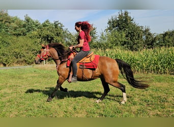 Freiberger, Yegua, 9 años, 152 cm, Castaño
