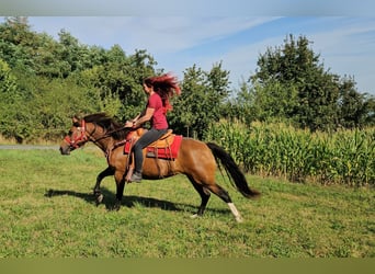 Freiberger, Yegua, 9 años, 152 cm, Castaño