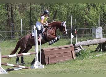 Freiberger, Yegua, 9 años, 160 cm, Alazán-tostado