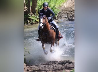 Freiberger, Yegua, 9 años, 160 cm, Alazán-tostado