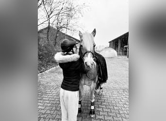 Freizeitpferd zum Ausreiten und Liebhaben gesucht!