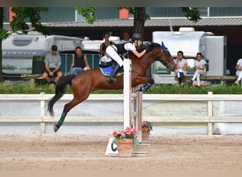 French riding pony, Gelding, 10 years, 13.3 hh, Bay