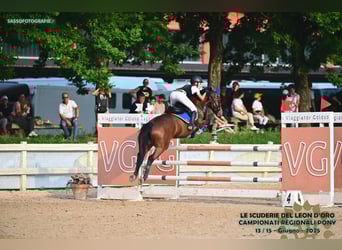 French riding pony, Gelding, 10 years, 13.3 hh, Bay