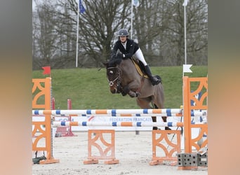 French riding pony, Gelding, 10 years, 14.2 hh, Brown