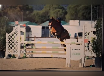 French riding pony, Gelding, 10 years, 14.2 hh, Chestnut-Red