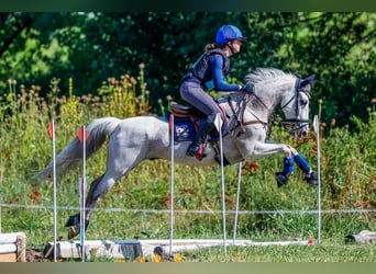 French riding pony Mix, Gelding, 11 years, 13.2 hh, Grey