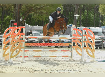 French riding pony, Gelding, 11 years, 14.2 hh, Brown