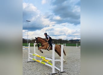 French riding pony, Gelding, 11 years, 14,2 hh, Chestnut-Red