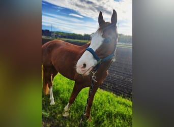 French riding pony, Gelding, 11 years, 14,2 hh, Chestnut-Red