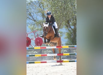 French riding pony, Gelding, 12 years, 14 hh, Brown