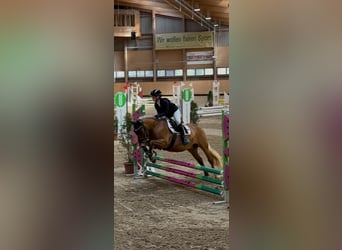 French riding pony, Gelding, 13 years, 13.1 hh, Brown-Light
