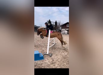 French riding pony, Gelding, 13 years, 13.1 hh, Brown-Light