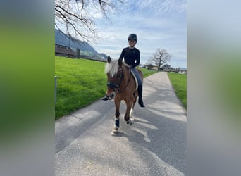 French riding pony, Gelding, 13 years, 13.1 hh, Brown-Light