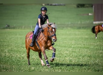 French riding pony, Gelding, 13 years, 13.1 hh, Brown-Light
