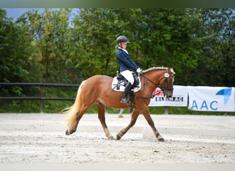 French riding pony, Gelding, 13 years, 13.1 hh, Brown-Light