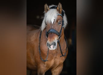 French riding pony, Gelding, 13 years, 13.1 hh, Brown-Light