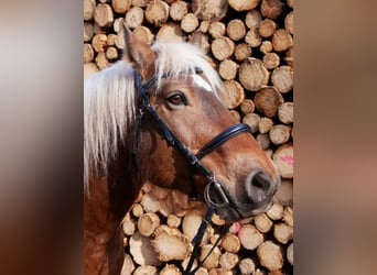 French riding pony, Gelding, 13 years, 14.1 hh, Chestnut-Red