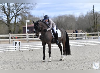French riding pony, Gelding, 13 years, 14.2 hh, Smoky-Black