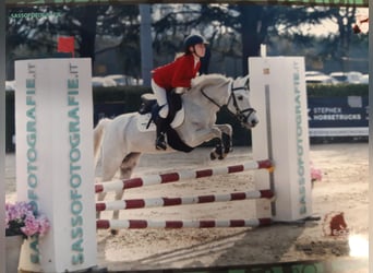 French riding pony, Gelding, 14 years, 13.2 hh, Gray